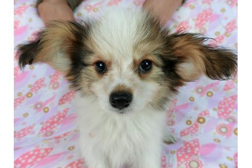 成約済の千葉県のパピヨン-58156の14枚目