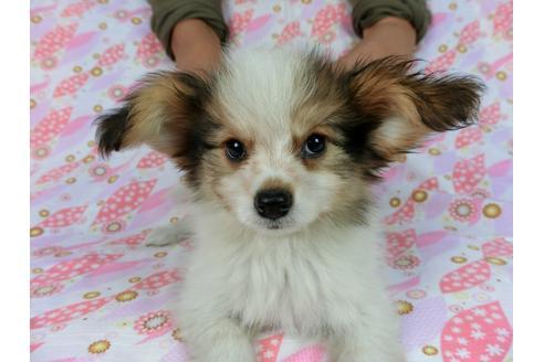 成約済の千葉県のパピヨン-58156の13枚目