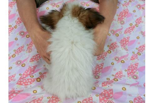 成約済の千葉県のパピヨン-58156の12枚目