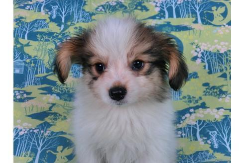 成約済の千葉県のパピヨン-58156の11枚目