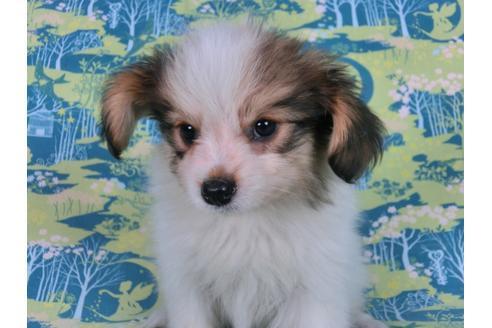 成約済の千葉県のパピヨン-58156の10枚目