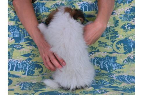 成約済の千葉県のパピヨン-58156の9枚目