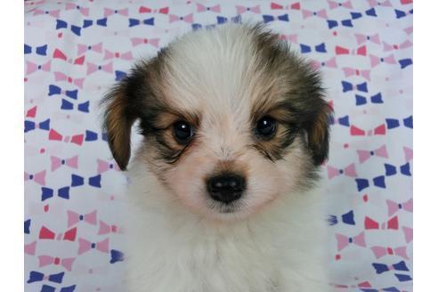 成約済の千葉県のパピヨン-58156の8枚目