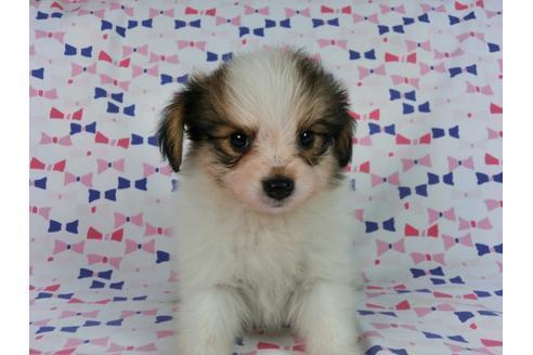 成約済の千葉県のパピヨン-58156の7枚目