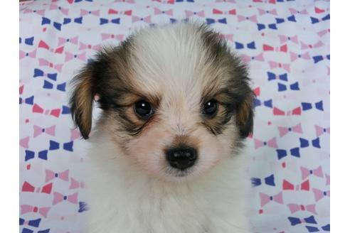 成約済の千葉県のパピヨン-58156の6枚目