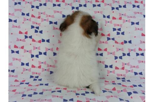 成約済の千葉県のパピヨン-58156の5枚目