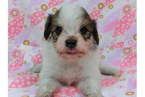 成約済の千葉県のパピヨン-58156の4枚目