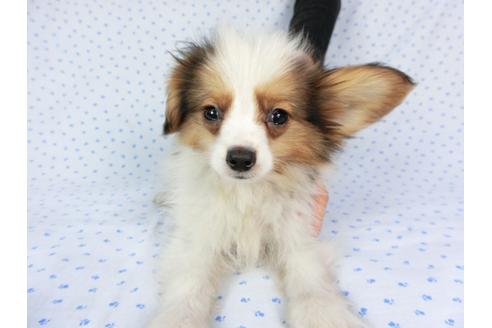 成約済の千葉県のパピヨン-58155の19枚目