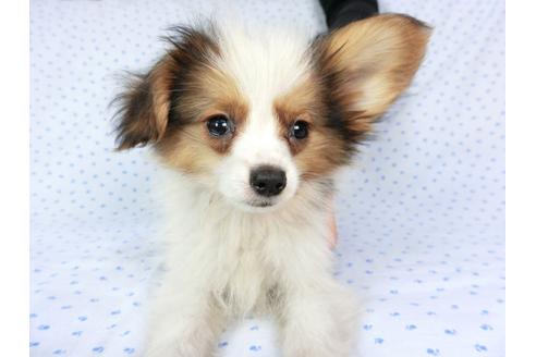 成約済の千葉県のパピヨン-58155の18枚目