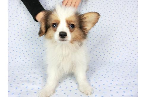 成約済の千葉県のパピヨン-58155の17枚目