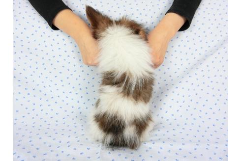 成約済の千葉県のパピヨン-58155の16枚目