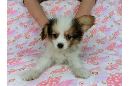 成約済の千葉県のパピヨン-58155の15枚目