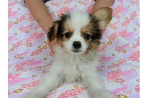 成約済の千葉県のパピヨン-58155の14枚目