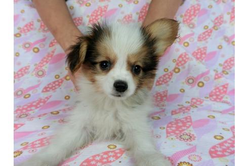 成約済の千葉県のパピヨン-58155の13枚目