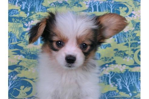 成約済の千葉県のパピヨン-58155の11枚目