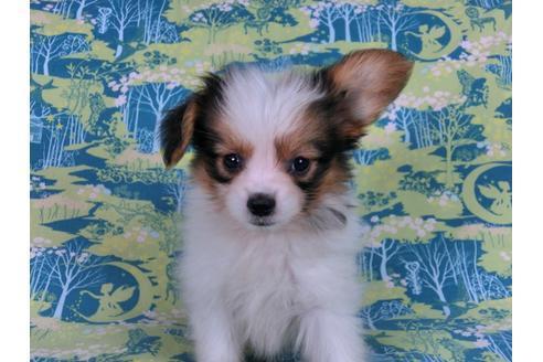 成約済の千葉県のパピヨン-58155の10枚目