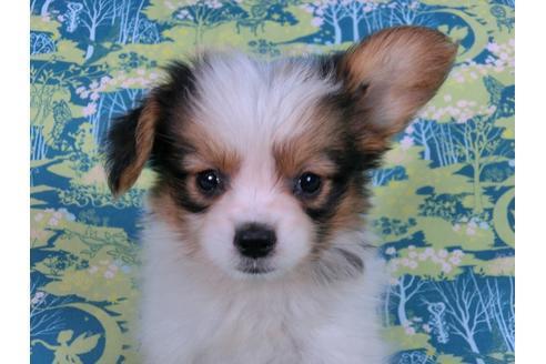 成約済の千葉県のパピヨン-58155の9枚目