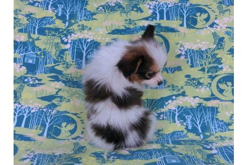 成約済の千葉県のパピヨン-58155の8枚目