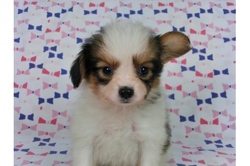 成約済の千葉県のパピヨン-58155の7枚目