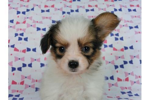 成約済の千葉県のパピヨン-58155の6枚目