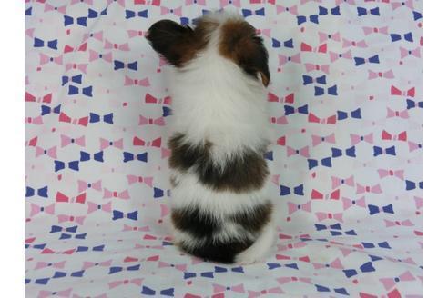 成約済の千葉県のパピヨン-58155の5枚目