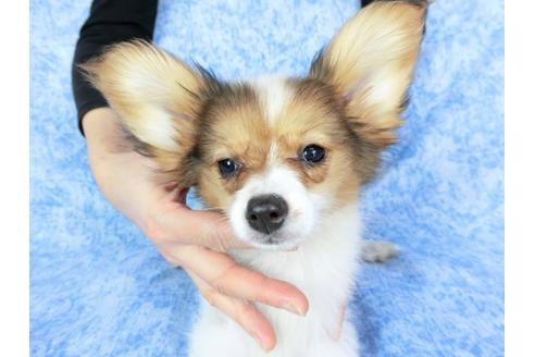 成約済の千葉県のパピヨン-58157の20枚目