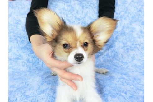 成約済の千葉県のパピヨン-58157の19枚目