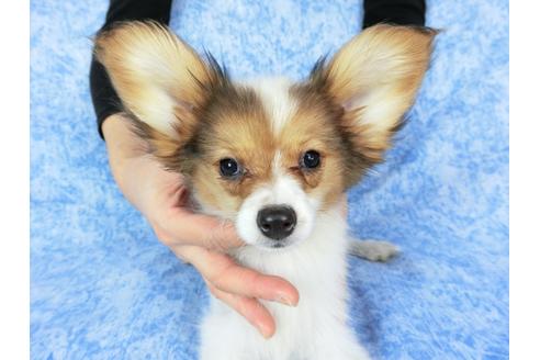 成約済の千葉県のパピヨン-58157の18枚目