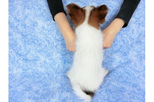 成約済の千葉県のパピヨン-58157の17枚目