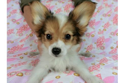 成約済の千葉県のパピヨン-58157の16枚目