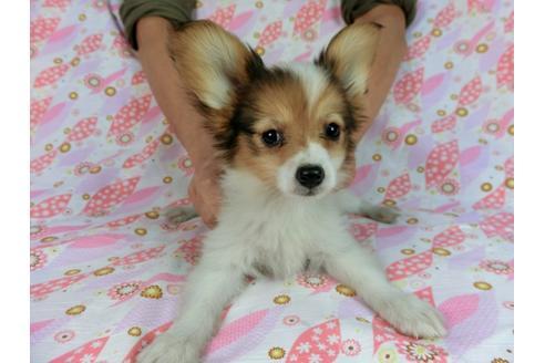 成約済の千葉県のパピヨン-58157の15枚目