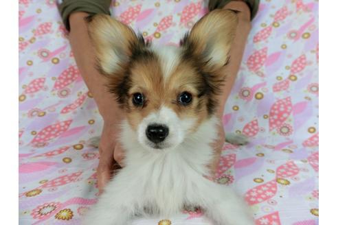 成約済の千葉県のパピヨン-58157の14枚目