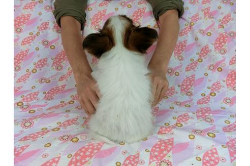 成約済の千葉県のパピヨン-58157の13枚目