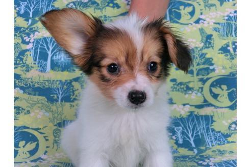 成約済の千葉県のパピヨン-58157の12枚目