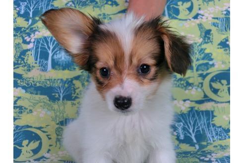 成約済の千葉県のパピヨン-58157の11枚目