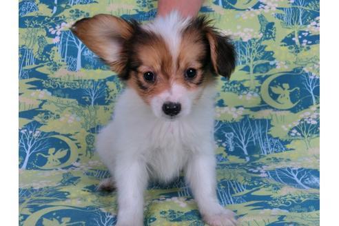 成約済の千葉県のパピヨン-58157の10枚目