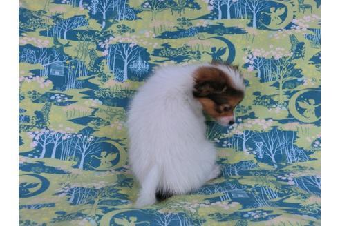 成約済の千葉県のパピヨン-58157の9枚目