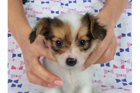 成約済の千葉県のパピヨン-58157の8枚目