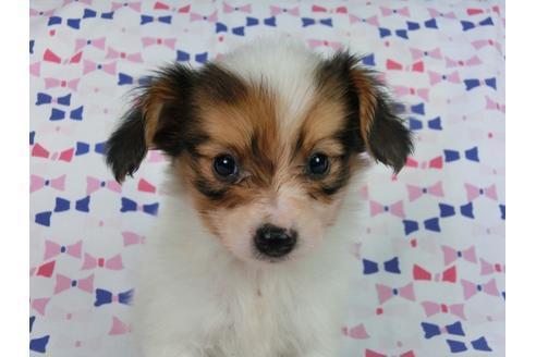 成約済の千葉県のパピヨン-58157の7枚目