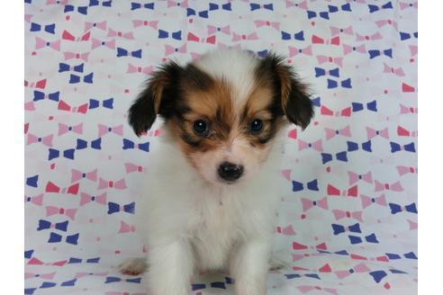 成約済の千葉県のパピヨン-58157の6枚目