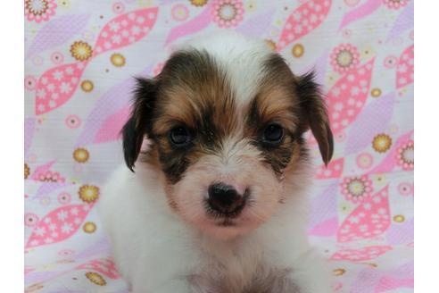 成約済の千葉県のパピヨン-58157の5枚目