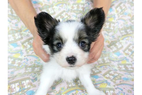 成約済の千葉県のパピヨン-60528の8枚目