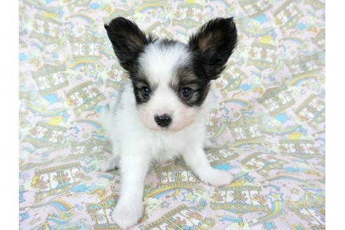 成約済の千葉県のパピヨン-60528の7枚目