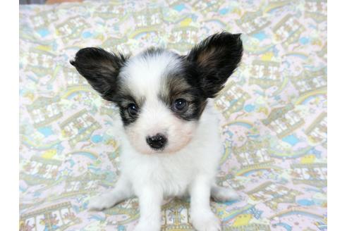 成約済の千葉県のパピヨン-60528の6枚目