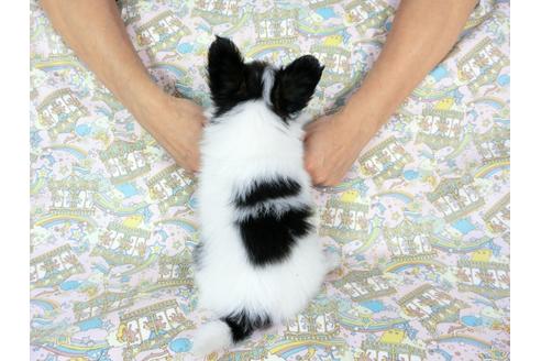 成約済の千葉県のパピヨン-60528の5枚目