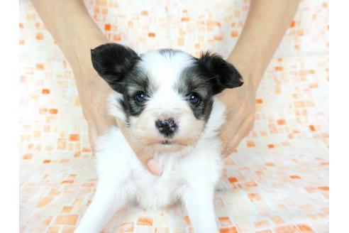 成約済の千葉県のパピヨン-60528の4枚目