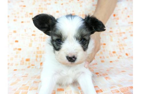 成約済の千葉県のパピヨン-60528の3枚目