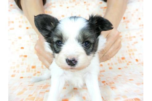 成約済の千葉県のパピヨン-60528の2枚目