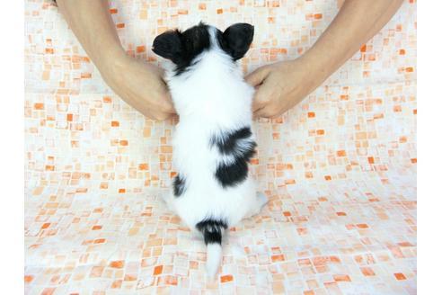 成約済の千葉県のパピヨン-60528の1枚目