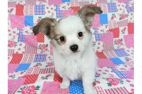 成約済の千葉県のパピヨン-60343の12枚目